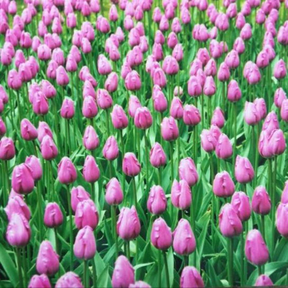 Meet your Posher, Denean